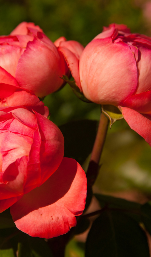 Три розовых розы в саду крупным планом