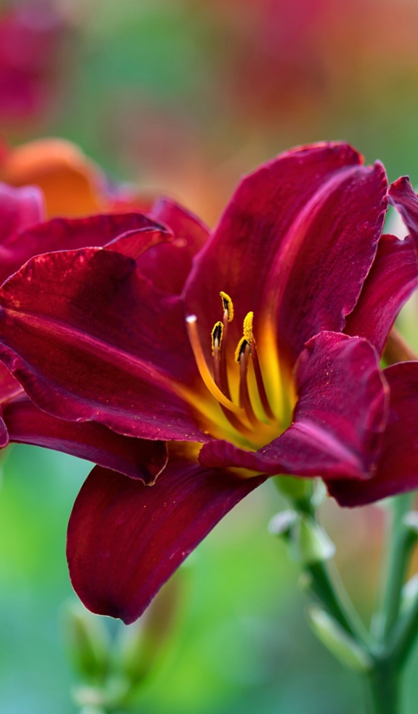 Три красных красивых цветка лилии