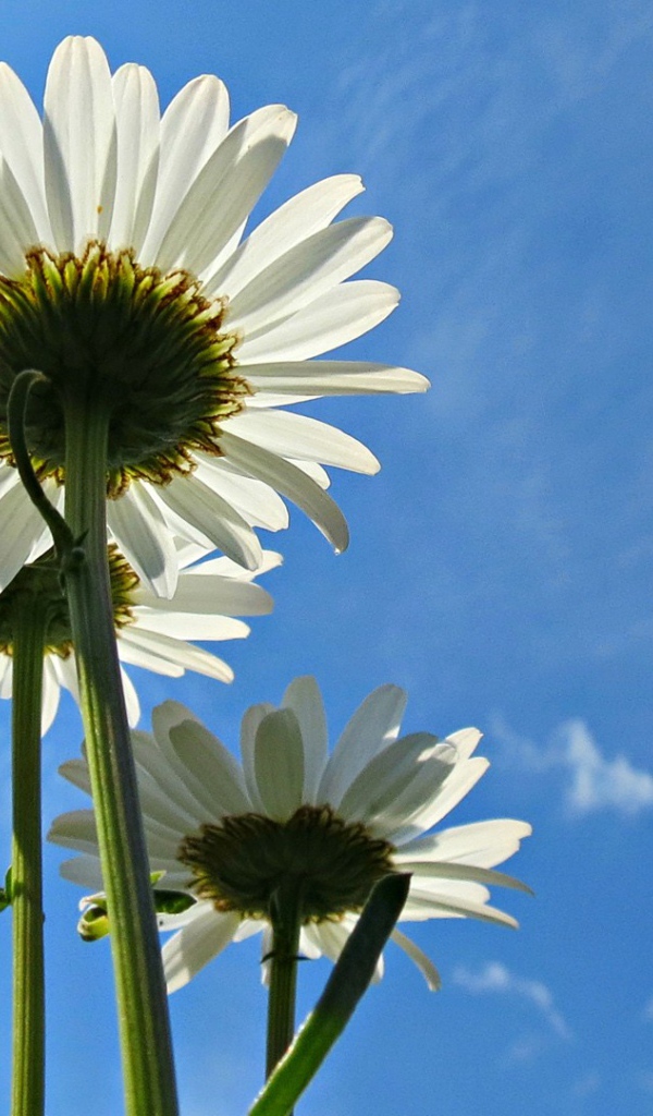 Три белых ромашки на фоне голубого неба