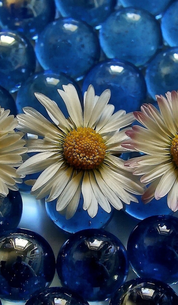 Три белых ромашки на голубых прозрачных шариках 