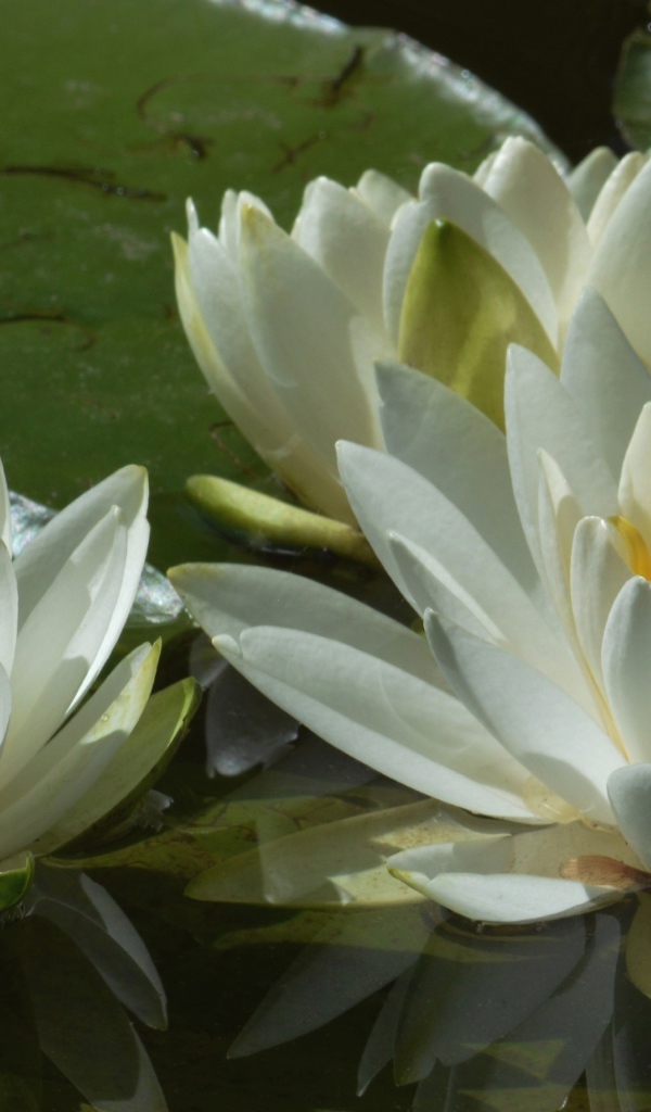 Три белые водяные лилии в пруду 