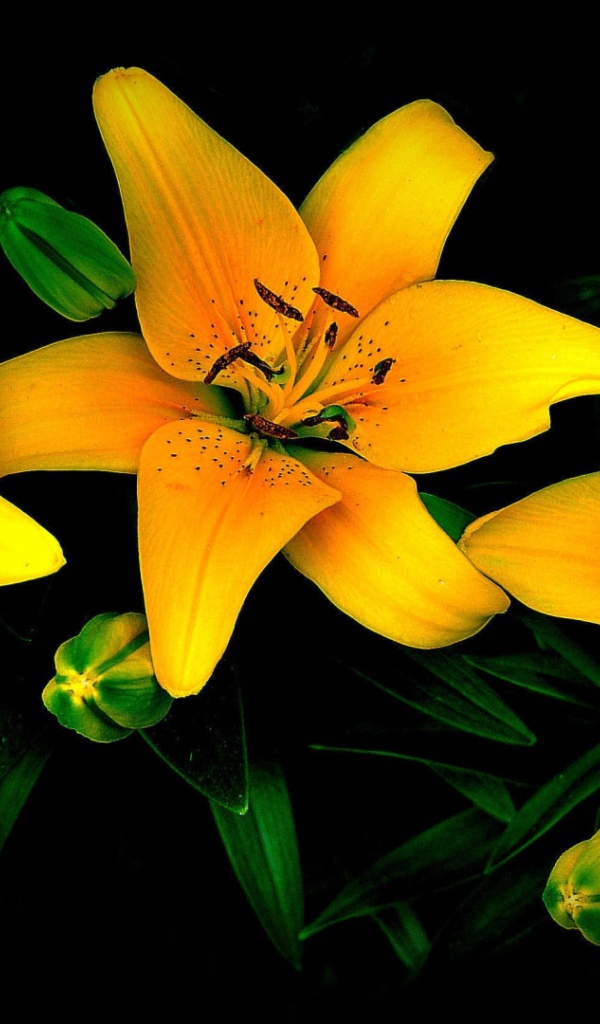 Три желтые лилии на черном фоне 