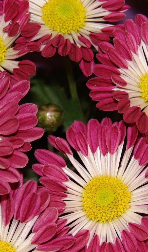 Двухцветные хризантемы крупным планом