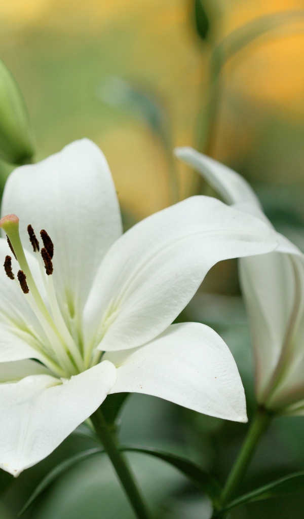 Две красивые нежные белые лилии с бутонами крупным планом