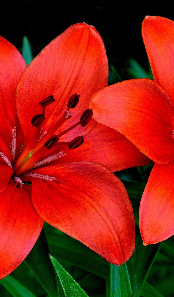 Две красивые оранжевые лилии крупным планом