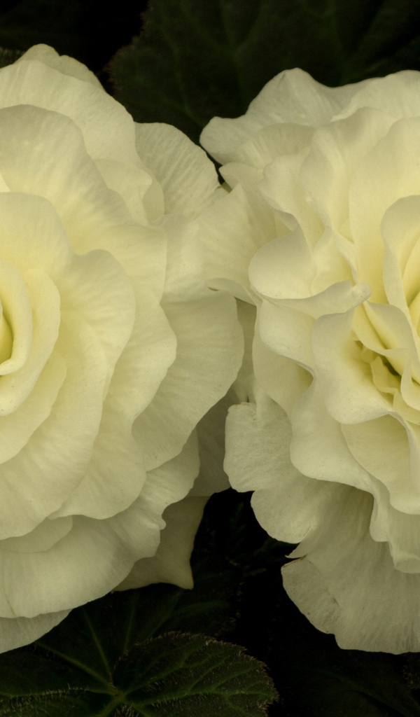 Два красивых нежных цветка бегонии 