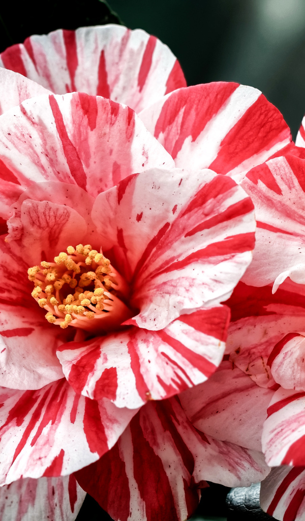 Два красивых необычных цветка камелии