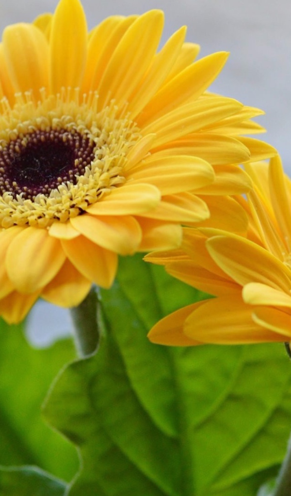 Две красивые желтые герберы 