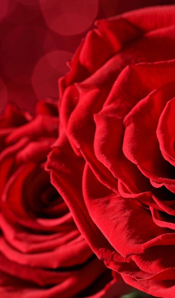 Две большие красные розы крупным планом