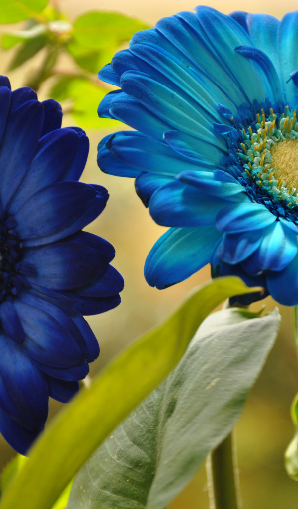 Две голубые герберы крупным планом