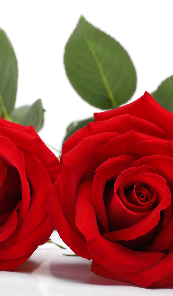 Две нежные красные розы на белом фоне 