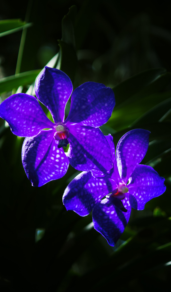 Два цветка фиолетовой орхидеи вблизи