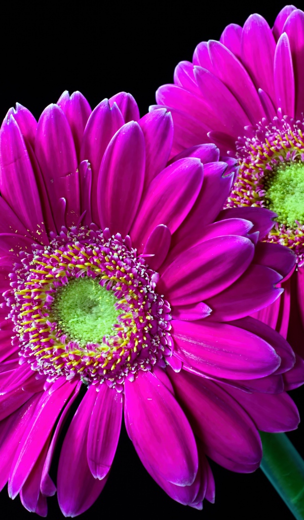 Две нежные розовые герберы на черном фоне 