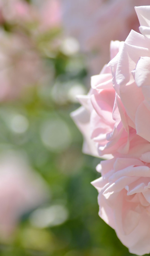 Две нежных розовых розы в саду 