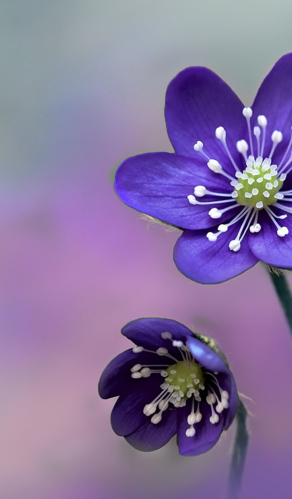 Два нежных фиолетовых цветка крупным планом 
