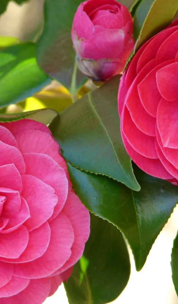 Два больших розовых цветка камелии 