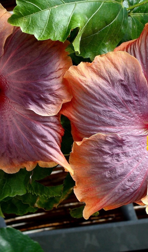 Два больших розовых цветка гибискуса