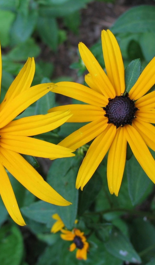 Два крупных желтых цветка рудбекия