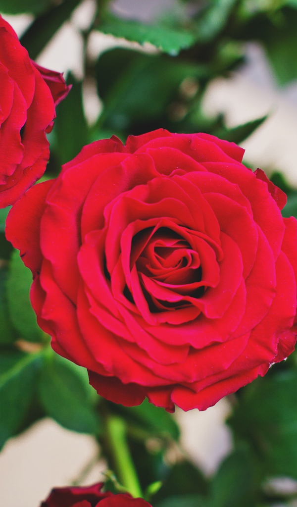 Две пышные красные розы 