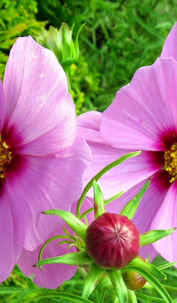 Два розовых цветка космеи с бутоном 