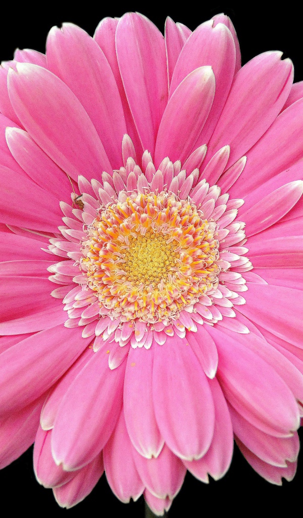 Два розовых цветка герберы на черном фоне