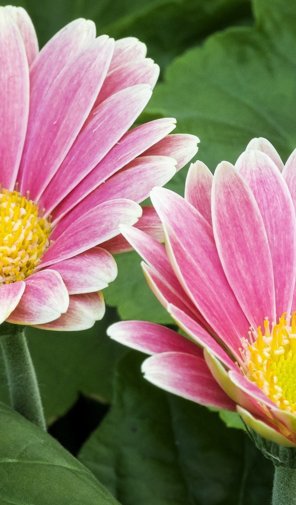 Две розовые герберы с желтой серединкой 