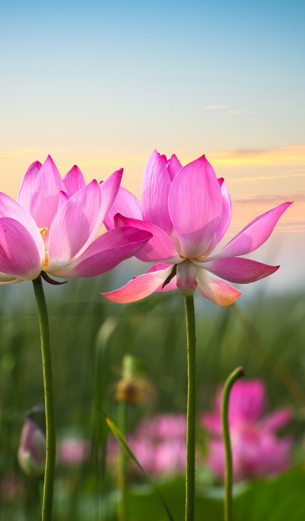 Два розовых лотоса на фоне неба 
