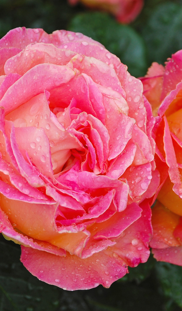 Две розовые розы крупным планом в каплях росы 