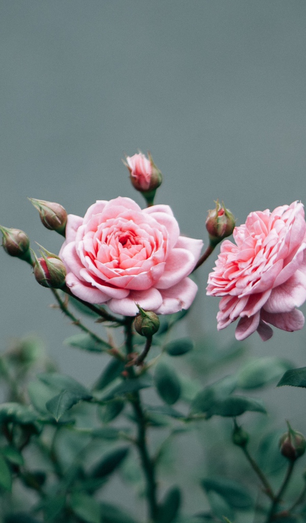Две розовые розы с бутонами 
