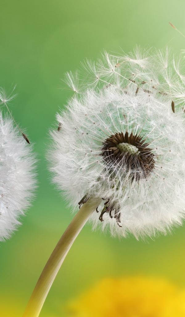 Два белых шарика одуванчика 