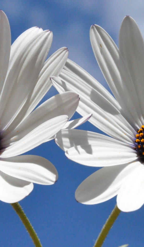 Две белых ромашки с синей серединкой