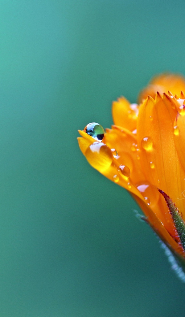 Нераспустившийся оранжевый цветок календулы в каплях росы