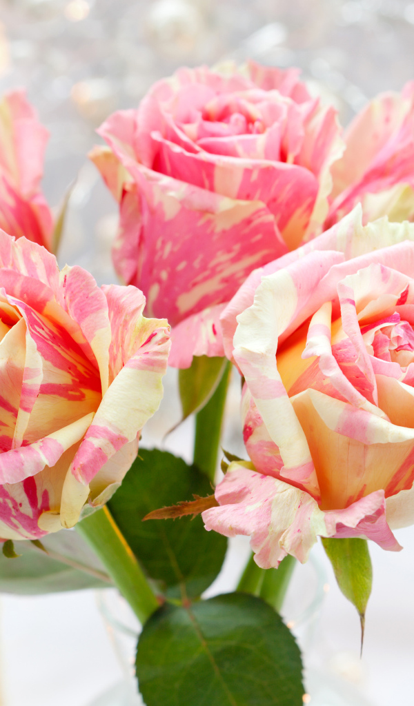 Необычные красивые розы крупным планом