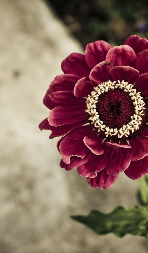 Бархатистый бордовый цветок цинния, вид сверху