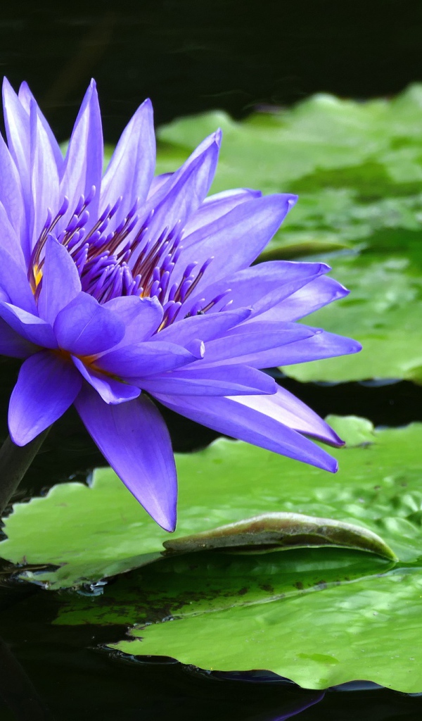 Фиолетовый красивый цветок водяная лилия 