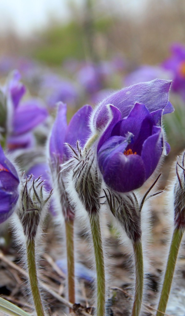 Фиолетовые красивые цветы прострел альпийский 
