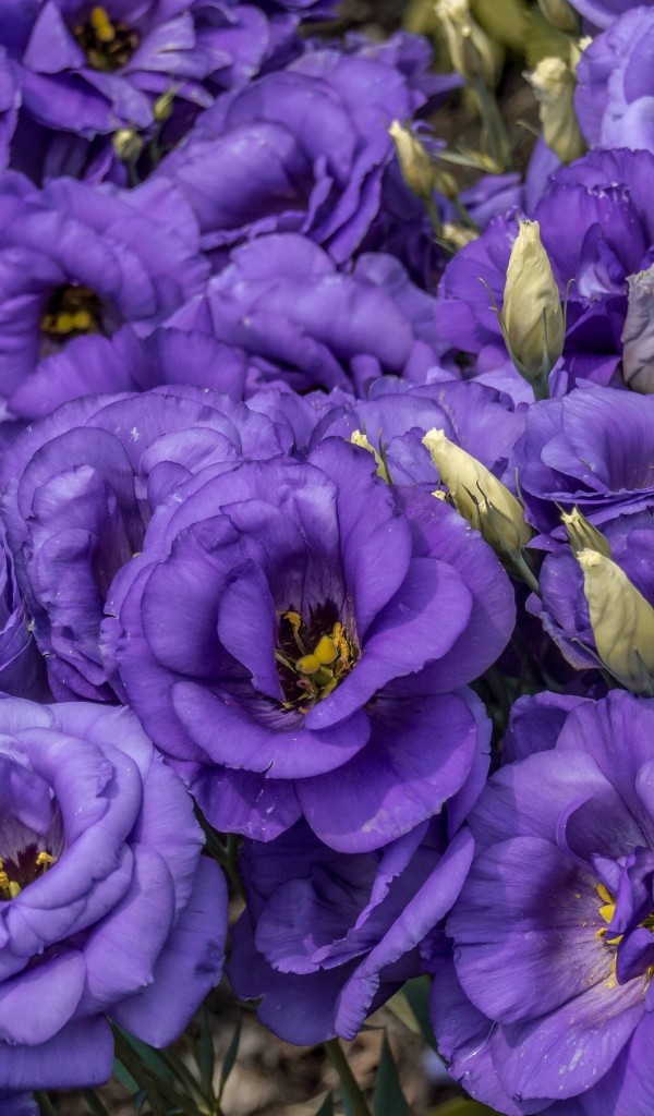 Фиолетовые красивые цветы эустома