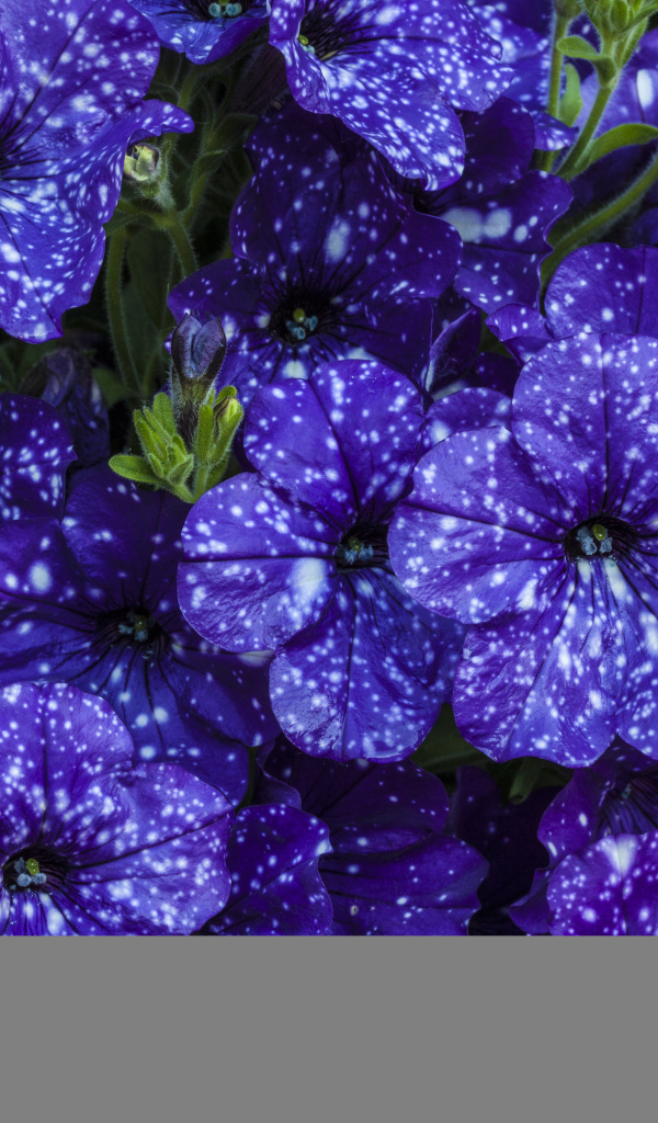 Фиолетовые красивые цветы петуния крупным планом