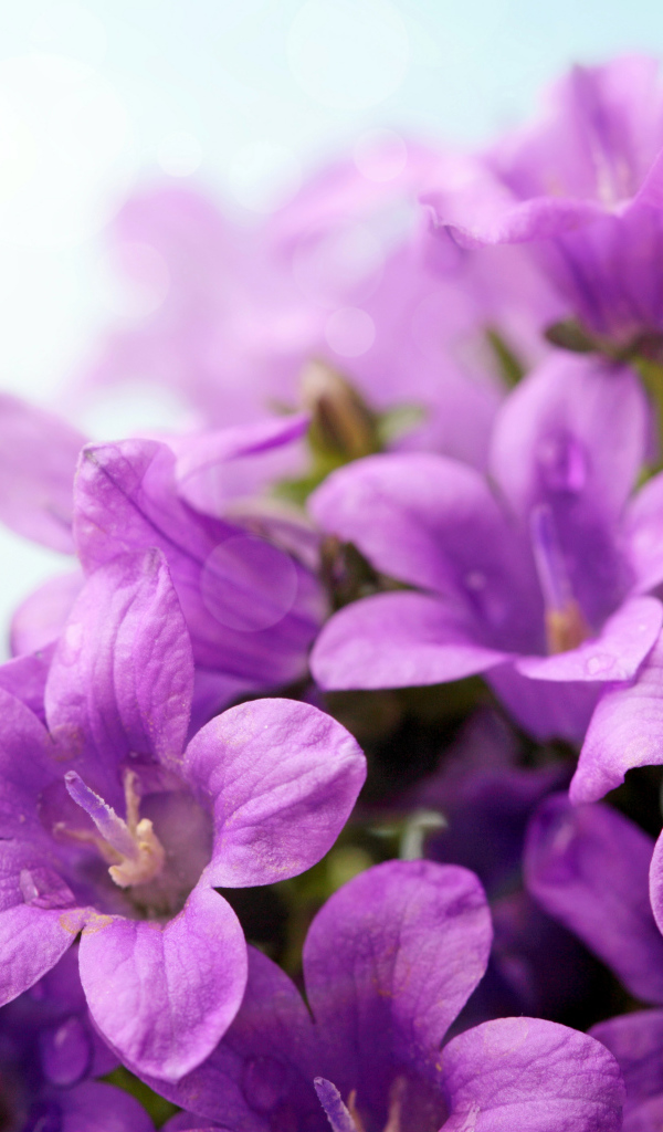 Фиолетовые цветы колокольчики крупным планом