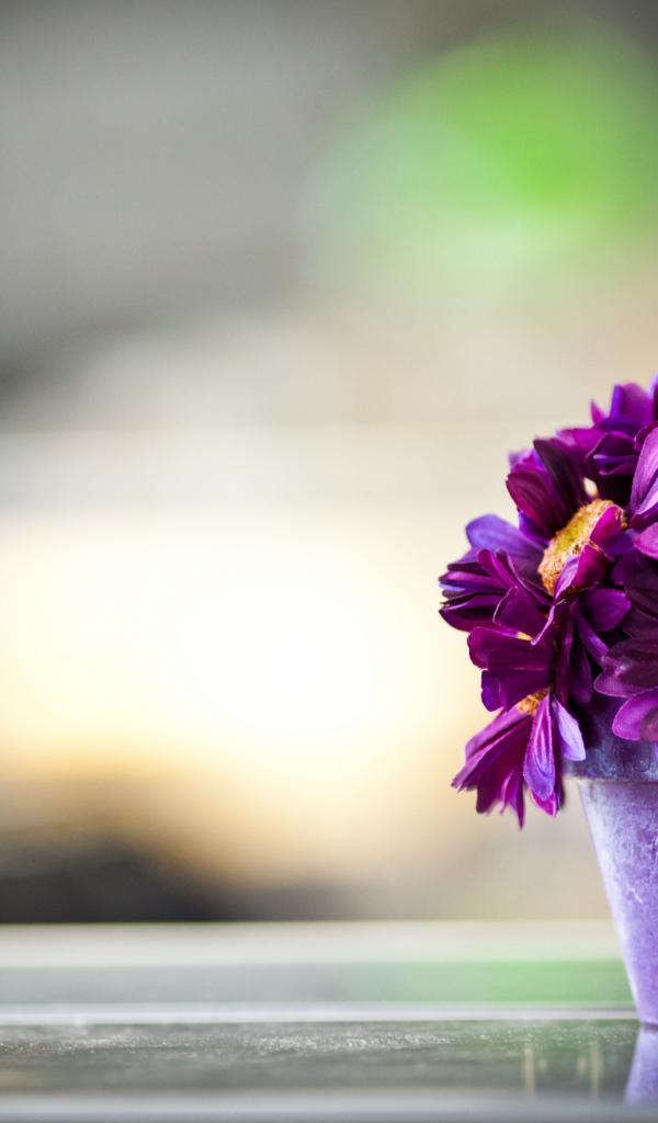 Фиолетовые цветы в горшке