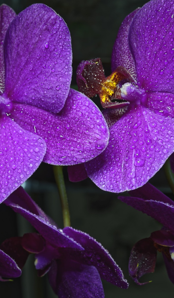 Фиолетовые цветы нежной орхидеи в каплях воды 