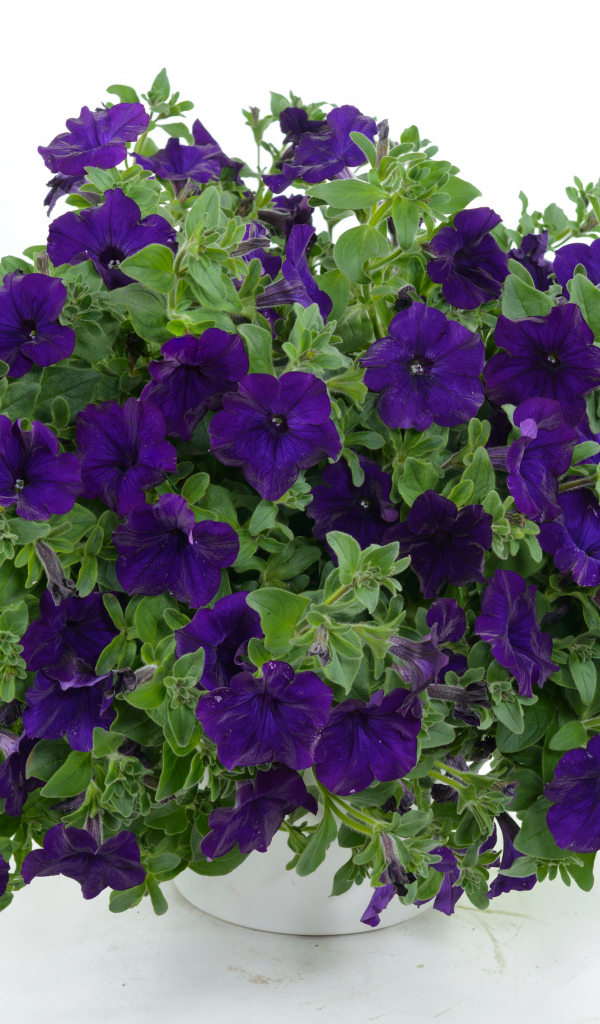 Фиолетовые цветы петуния в вазе на белом фоне