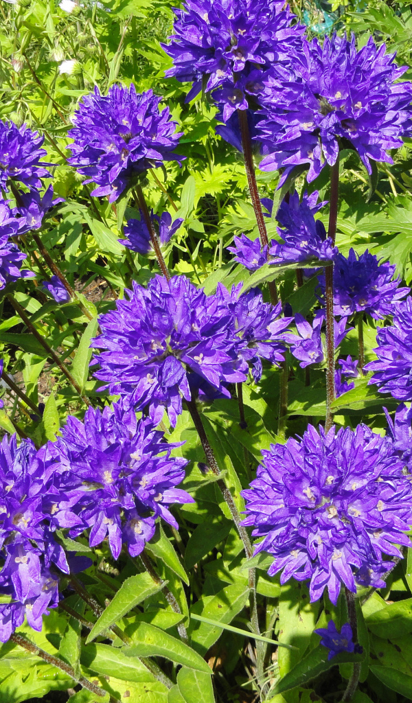 Фиолетовые садовые цветы колокольчики 