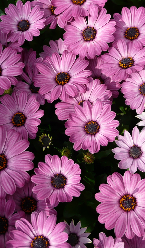 Фиолетовые комнатные цветы цинерария 