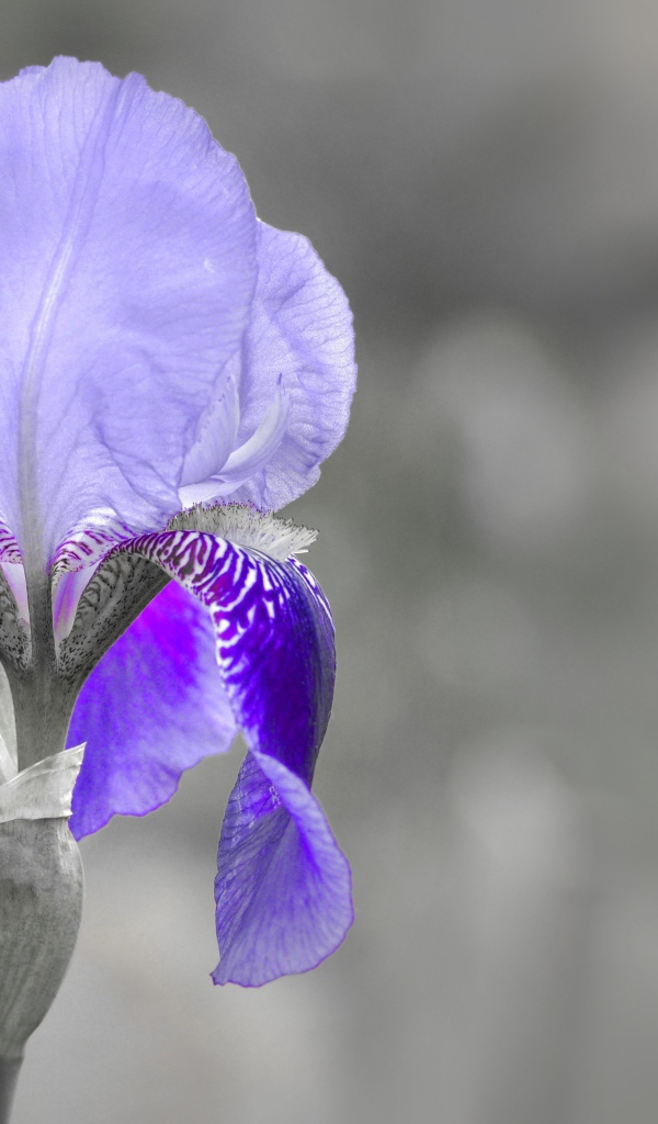 Фиолетовый ирис крупным планом на сером фоне