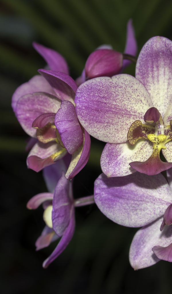 Фиолетовые цветы орхидеи крупным планом 