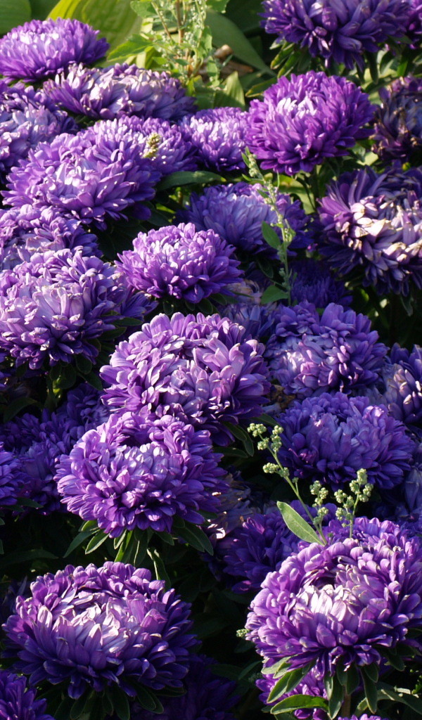 Фиолетовые летние цветы астры в саду