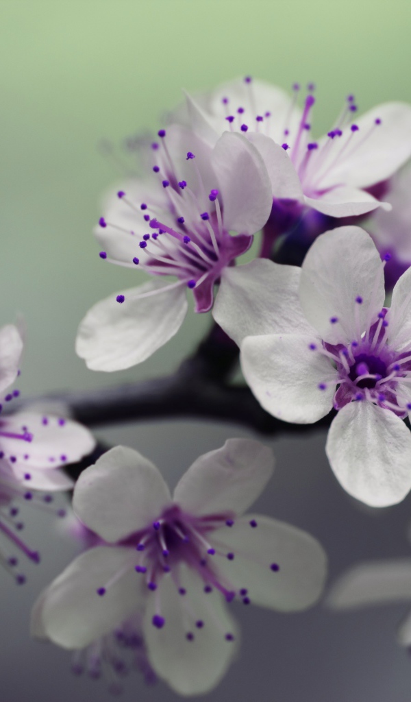 Бело - фиолетовые весенние цветы на ветке 