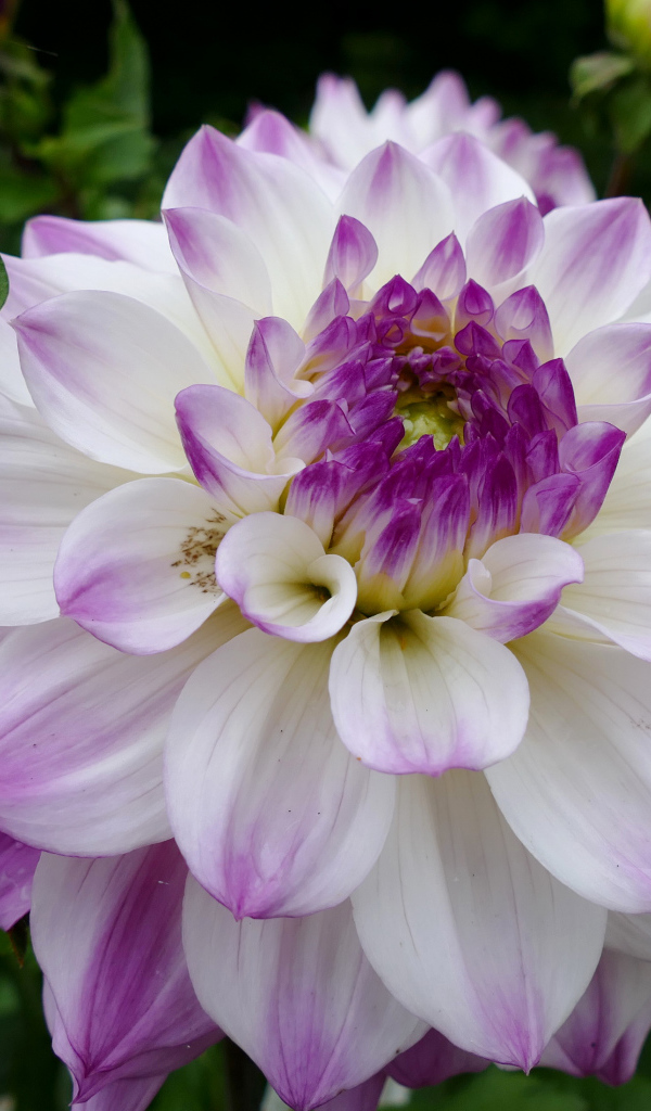 Бело - фиолетовый цветок георгины вблизи