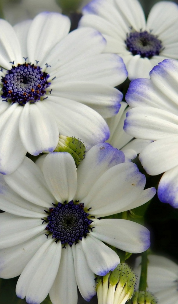 Белые цветы Цинерария с фиолетовой серединкой